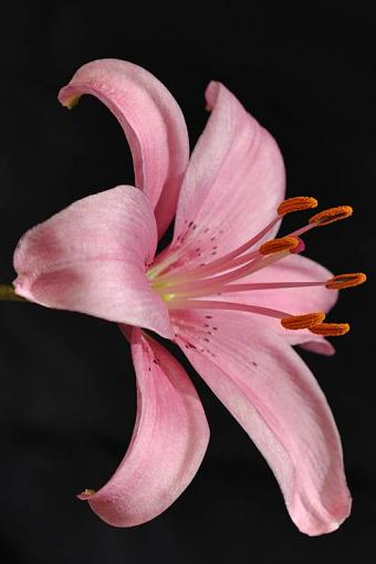 Hybrid Lily-hybrid-lily4.jpg