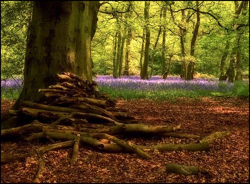 Bluebells-bluebell-wood-no-4-b-j.jpg