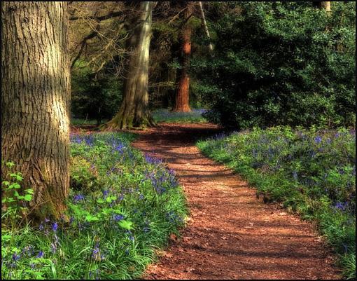 Bluebells-bluebell-path-no-1-j.jpg