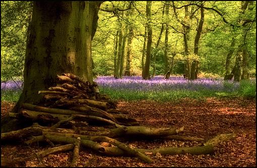 Bluebells-bluebell-wood-no-4-f-j.jpg