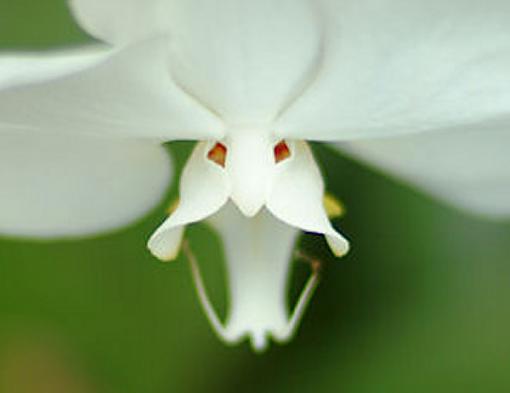 piggies and a banshee (flower shots)-face.jpg