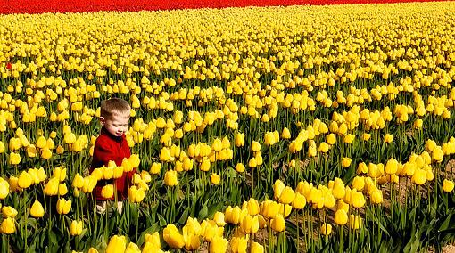 This one, no this one-tulips3croppedforphotoreviewfaceonly.jpg