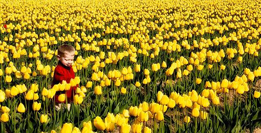 This one, no this one-tulips3croppedforphotoreviewfaceand-crop.jpg