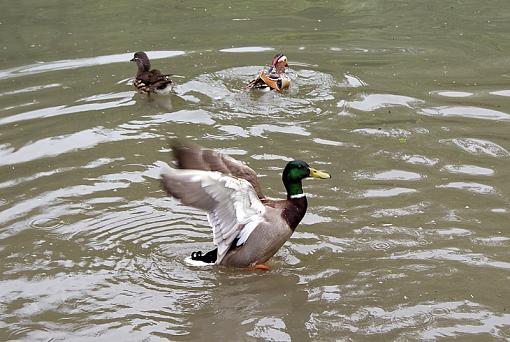 Bank Holiday Monday - Ducks (+swan!)-dsc02336.jpg