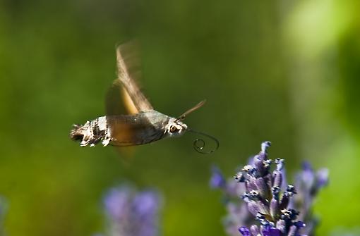 Macroglossum stellatarum-macroglossum-stellatarum_ur_1.jpg