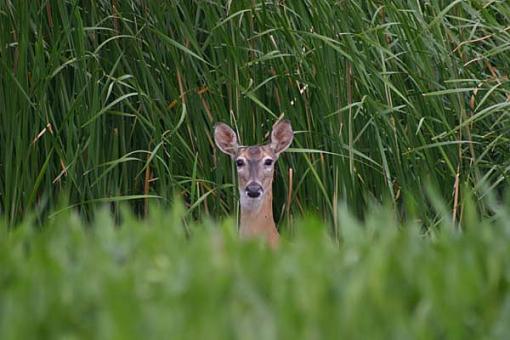 First image - deer-deer1.jpg