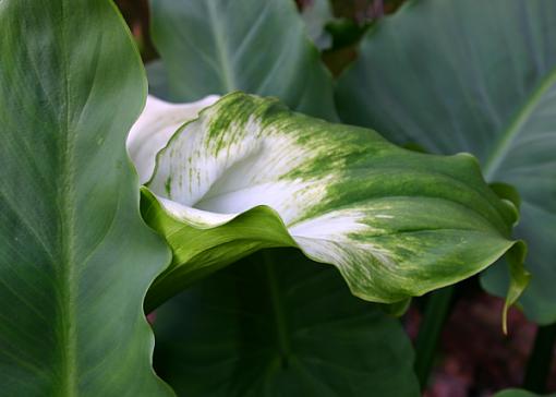 Lilly and Leaf-lilly-leaf.jpg