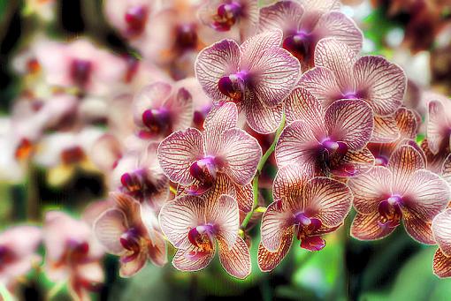 A plethora of orchids-orchid_imagedscf0163sm.jpg