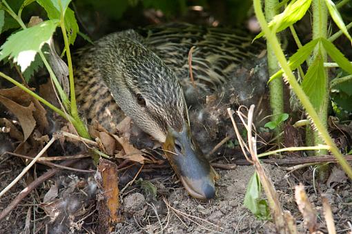 Nesting Mallard-2009.05.10-mothers-day-img_3761-533x800-.jpg