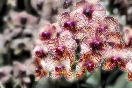 A plethora of orchids-orchid_image_desaturaed_sm.jpg