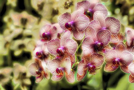 A plethora of orchids-orchid_image_yellow_sm.jpg