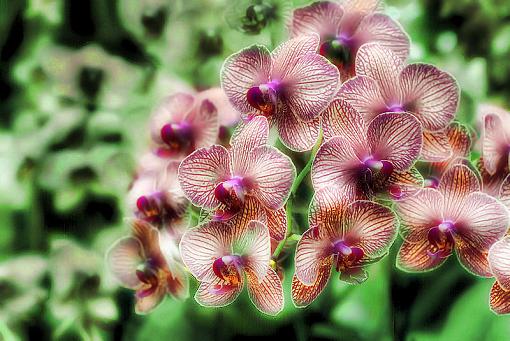 A plethora of orchids-orchid_image_green_sm.jpg