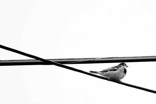 Birds on a Wire-20090606-img_0372.jpg