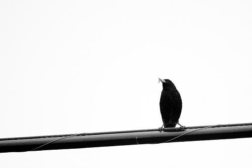 Birds on a Wire-20090606-img_0297.jpg