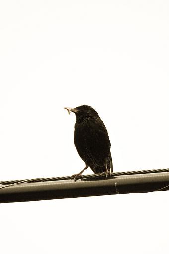 Birds on a Wire-20090606-img_0309.jpg