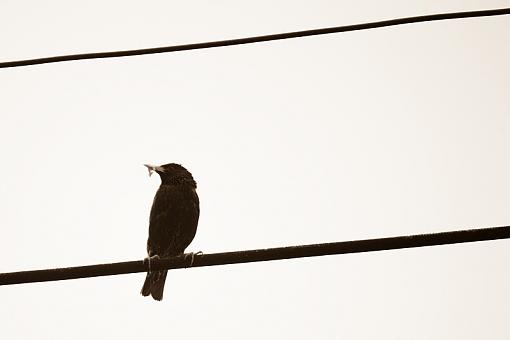 Birds on a Wire-20090606-img_0316.jpg