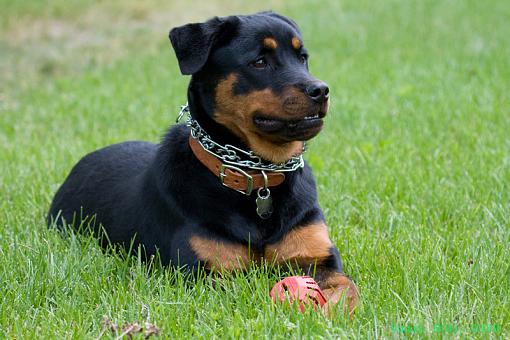 Puppy Playing-img_7984.jpg