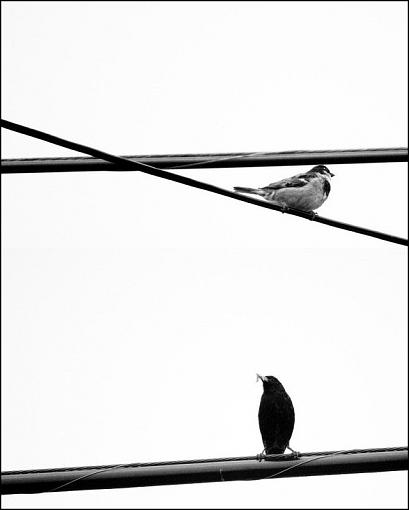 Birds on a Wire-merged.jpg