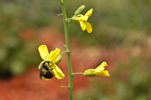 Bumblebee-20090607-img_0385.jpg