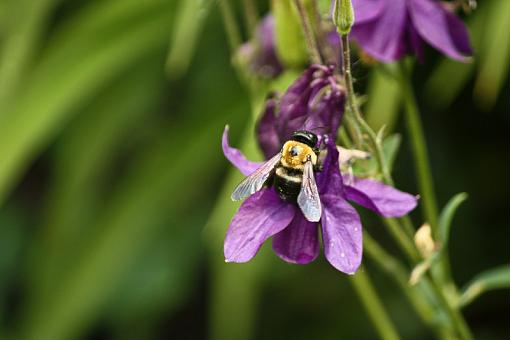 Wet Bumblebee on Columbine-20090607-img_0495.jpg