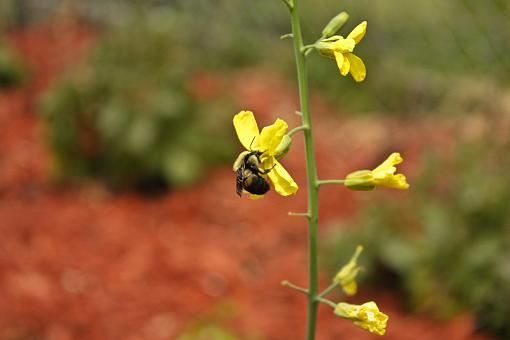 Bumblebee-20090607-img_0385-2.jpg