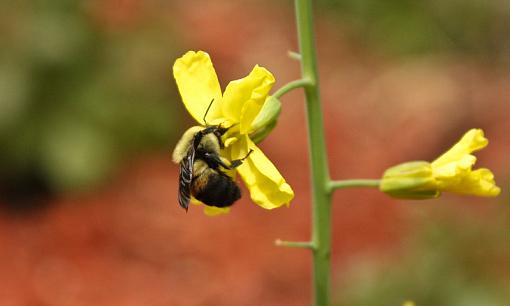 Bumblebee-20090607-img_0385-3.jpg