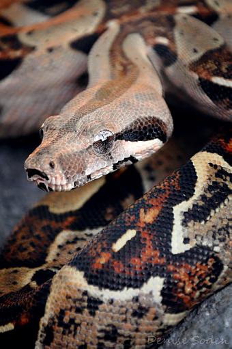 &quot;Izzy's Brother&quot; - Red Tail Boa-dsc_0133rr2web2.jpg