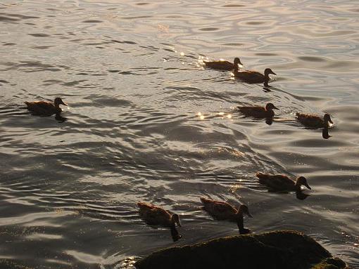 Ducks-img_0375.jpg