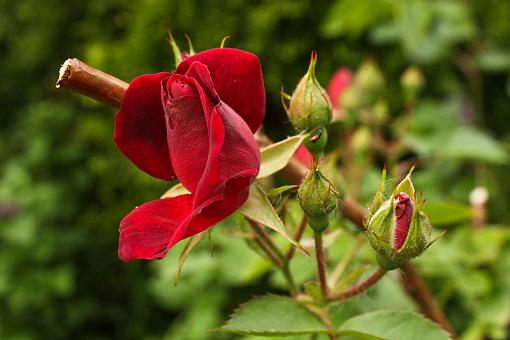 Roses once more-20090609-img_0632.jpg