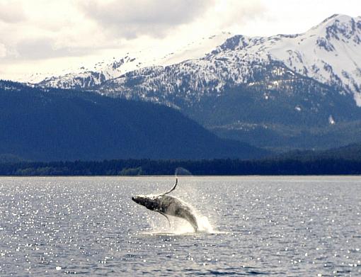 Humpback-humpback002.jpg