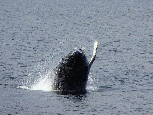 Humpback-humpback003.jpg