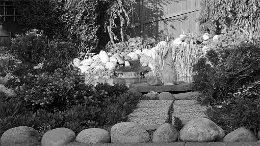 Backyard pond-pond.jpg