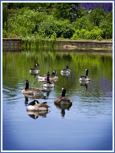 Arboretum pics-geese-3-copy-web.jpg