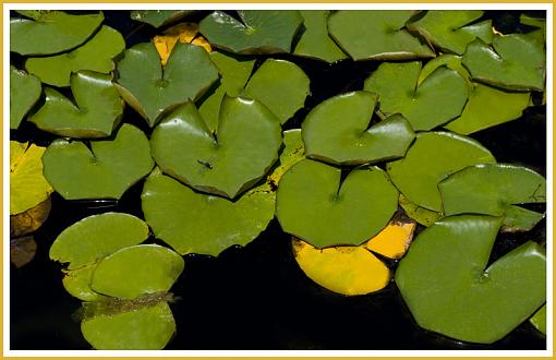 Arboretum pics-lily-pads-copy-web.jpg