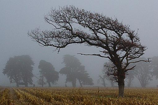 Winters Here!-foggytree2.jpg