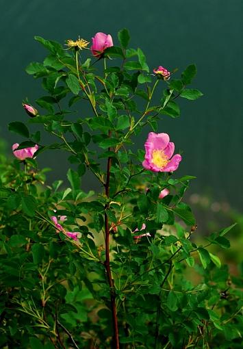 Hanging Flowers-dsc_0104-2.jpg