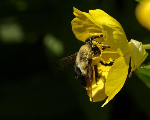 Mr. Bee, meet Miss Primrose-20090620-img_1345-2.jpg