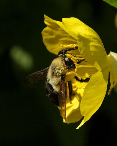 Mr. Bee, meet Miss Primrose-20090620-img_1345-3.jpg