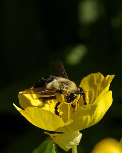 Mr. Bee, meet Miss Primrose-20090620-img_1345-3.jpg