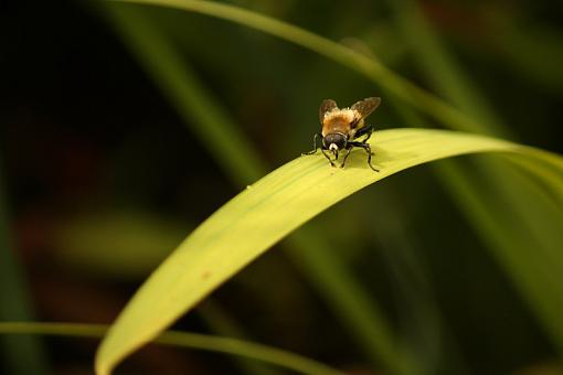 Carpenter Bee Resting-20090621-img_1491.jpg