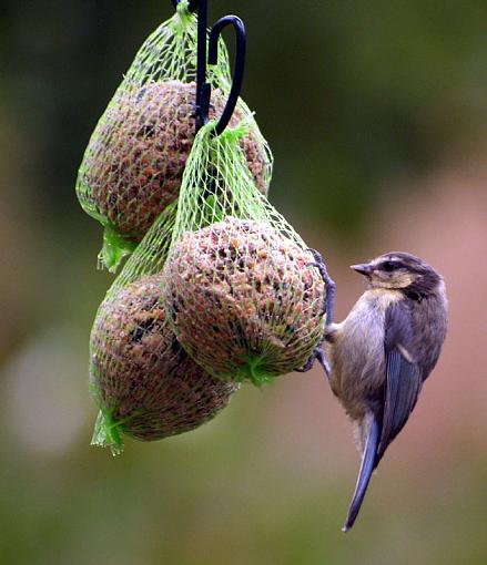 **** in my Garden today-20090625_14.jpg