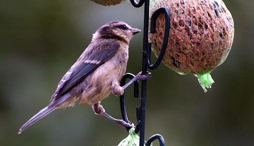 **** in my Garden today-20090625_45.jpg