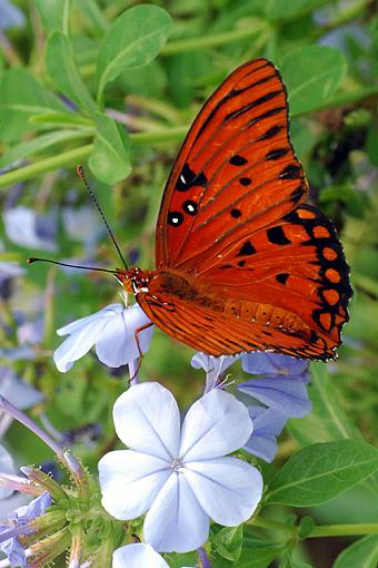 Butterflies for a Composition and Perspective Discussion-fritillary_disc_2.jpg