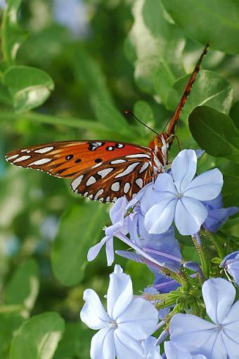 Butterflies for a Composition and Perspective Discussion-fritillary_disc_4.jpg