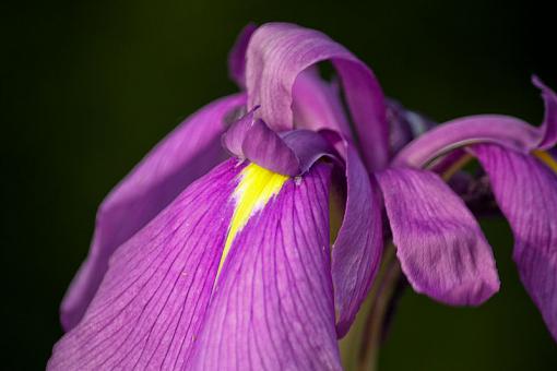 Japenese Iris-img_1708.jpg