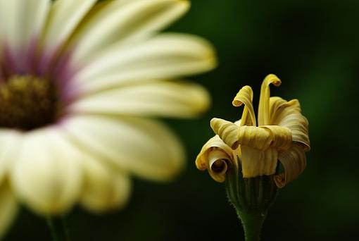 Dead Daisy-imgp9894er.jpg