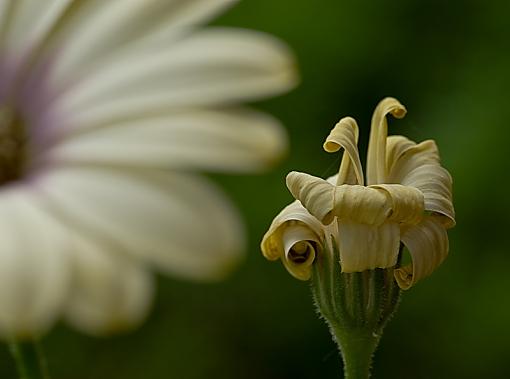 Dead Daisy-imgp9894crs.jpg