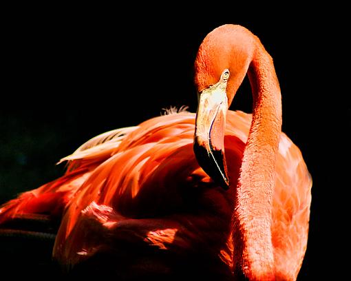 pink flamingo-flamingodscf0170.jpg