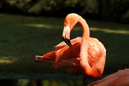 pink flamingo-flamingo_widedscf0172.jpg