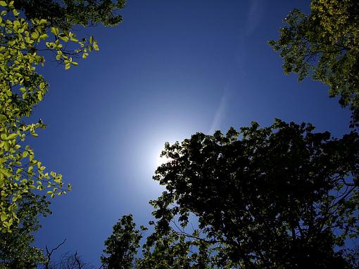 WOODS trees and sky-woods.jpg